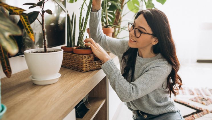 10 plante de interior care aduc energie pozitivă în casă