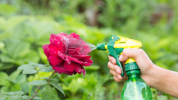 Cum să ai o grădină frumoasă și ecologică fără pesticide